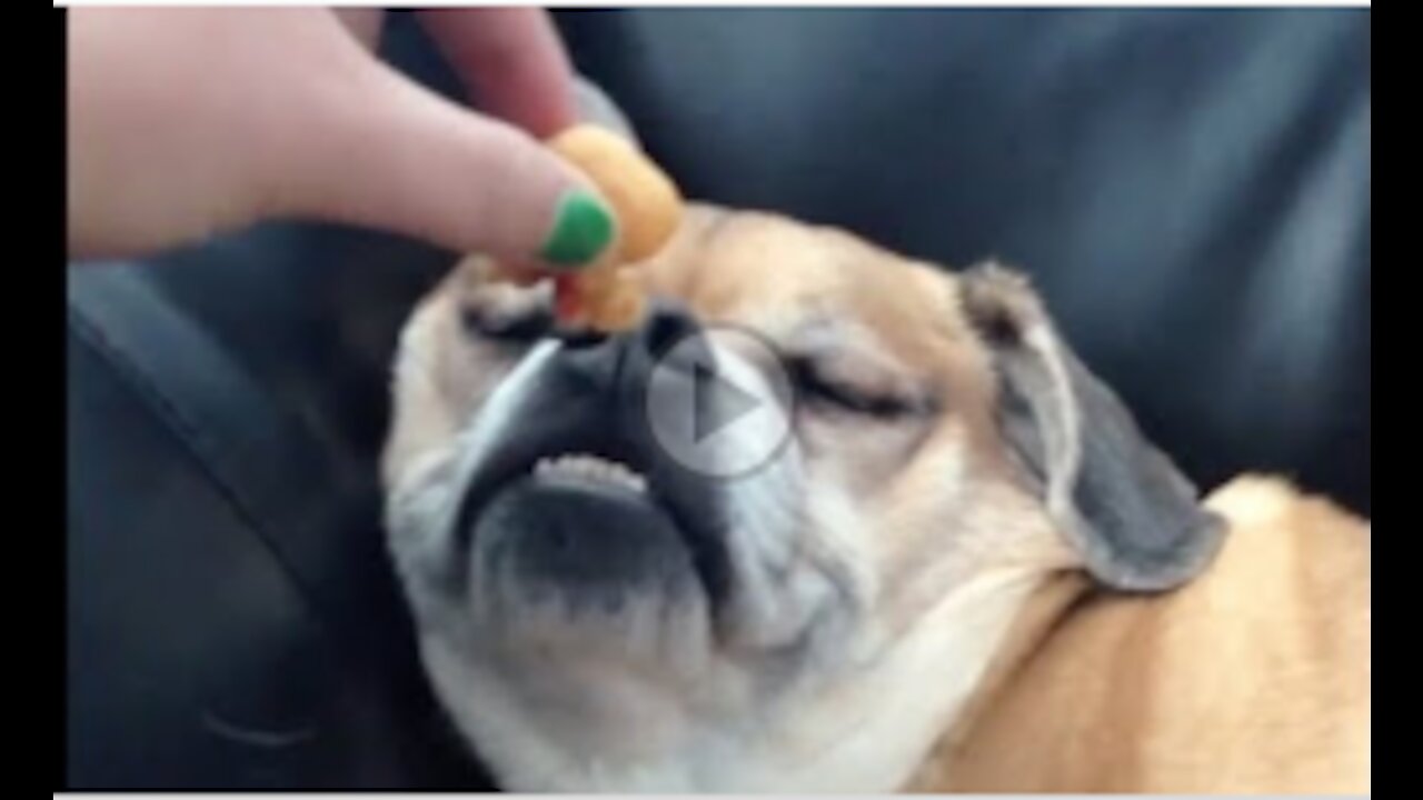 You won't believe how the owners are Waking up their Dogs with Food