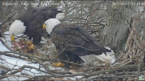 Hays Eagles Dad brings in huge clump of grass eats some of Mom s gift fish 2021 02 17 3:24PM