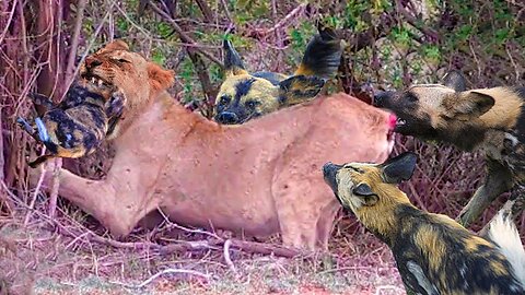 Top 10 wild dogs hunting scenes, King lion also become their victims.