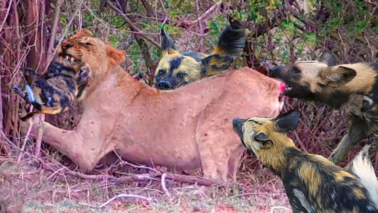 Top 10 wild dogs hunting scenes, King lion also become their victims.