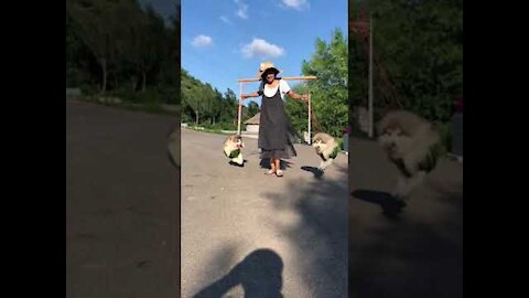 Baby dogs play with his own cute and funny video