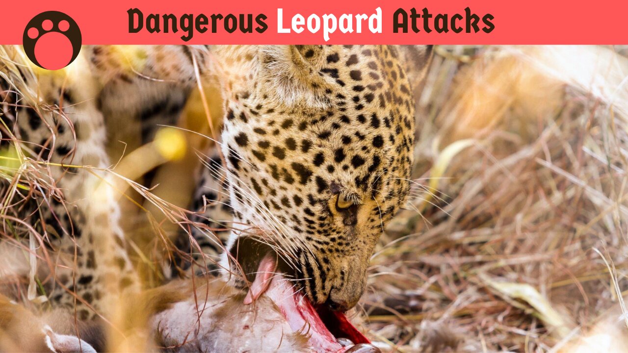 The Most Dangerous Leopard Attack Ever Recorded on Camera