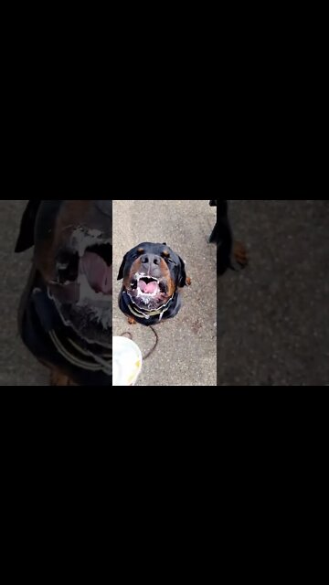 Love me a puppuccino 🐶 🍦#shorts #dogs #rottweiler