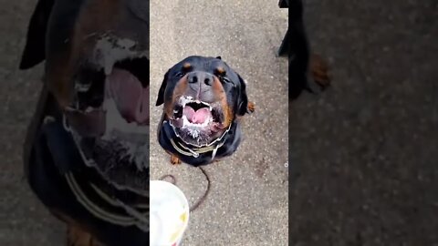 Love me a puppuccino 🐶 🍦#shorts #dogs #rottweiler