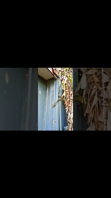The snake that was just in the yard is now climbing up into the roof #wildlife #snakes #pythons