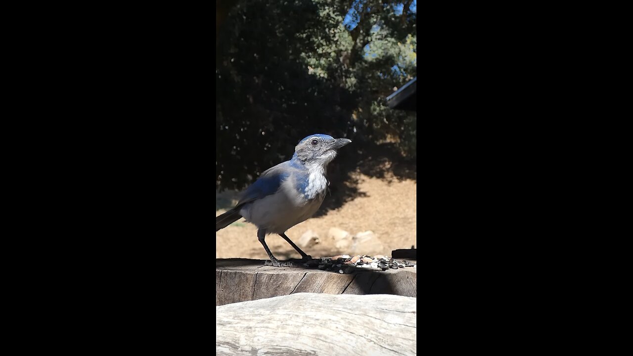 California Scrub-Jay 🐦Morning Peanut Grab