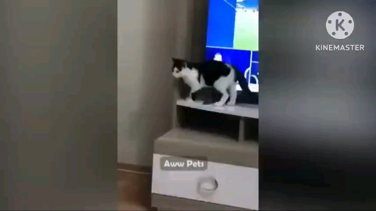 LOL 😼 Trending Of Funniest Cats & Dogs🐱 | Aww Animals