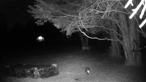 Opossum and Deer hanging out together!