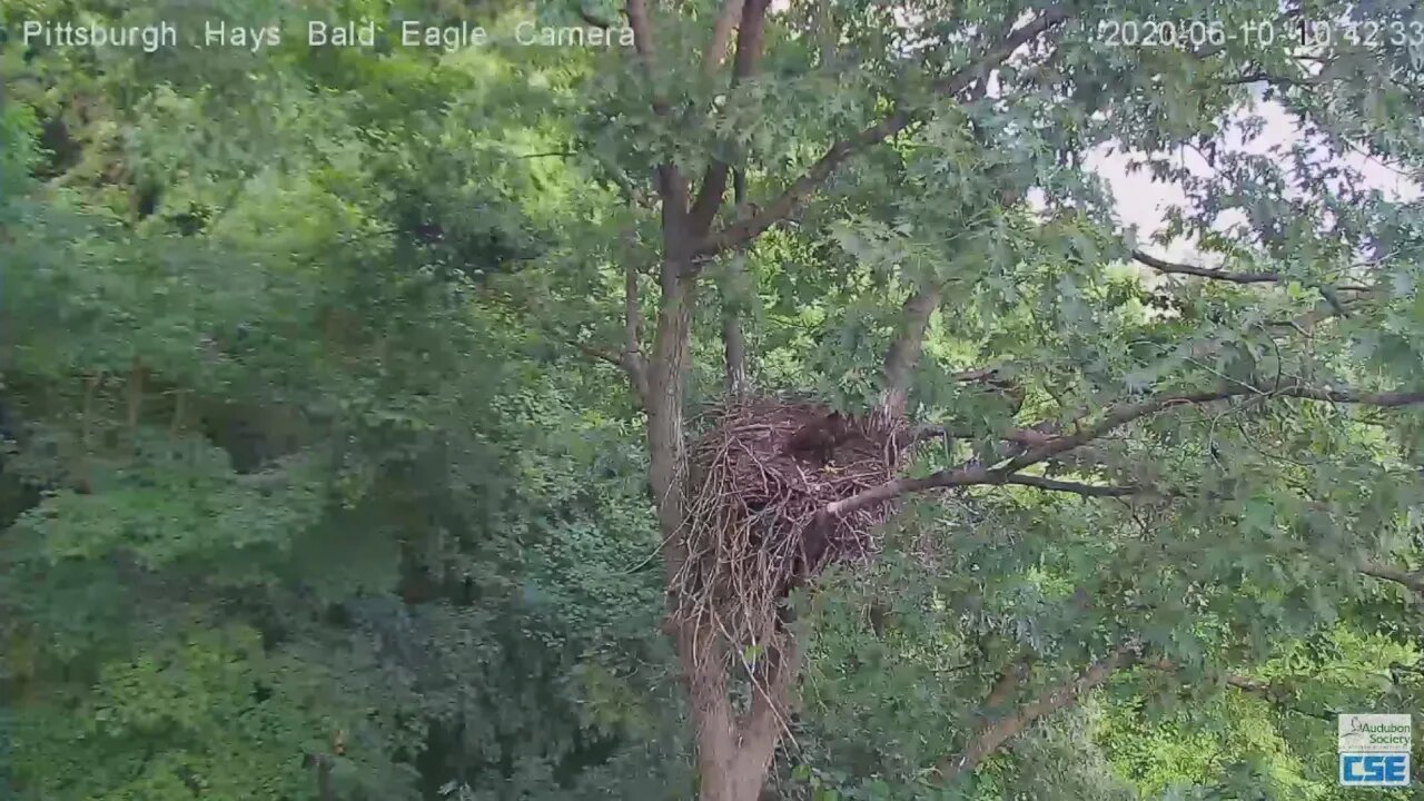 Hays H12 does a photobomb of the nest 2020 06 10 1042am