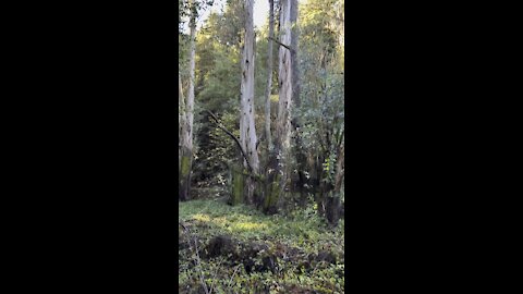 Eucalyptus in the Redwoods