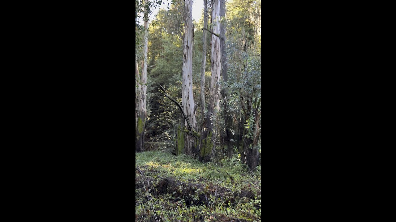 Eucalyptus in the Redwoods