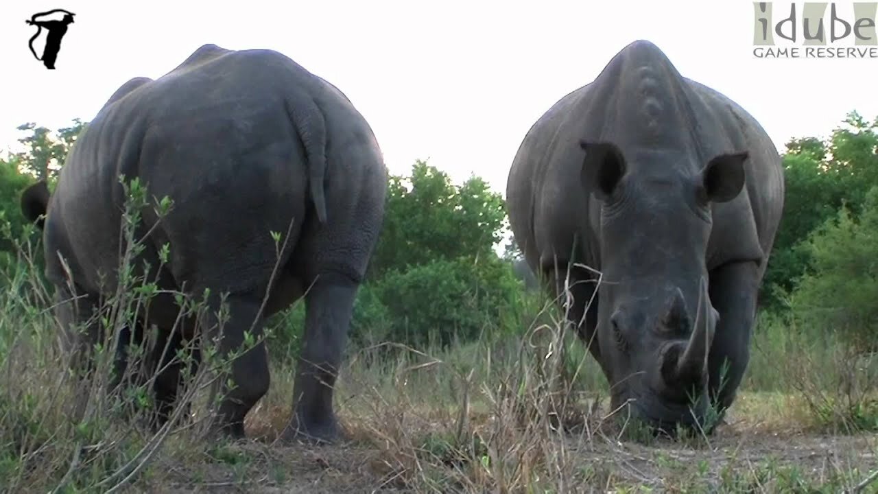 Rhinos Filmed from Ground Level