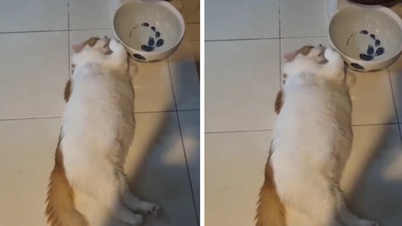 Lazy cat doesn't get up to drink water