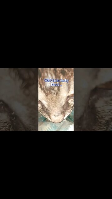 #wildcats in #angry #mood #animals #trendingshorts