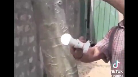 Powering a light bulb and a grinder with a tree trunk