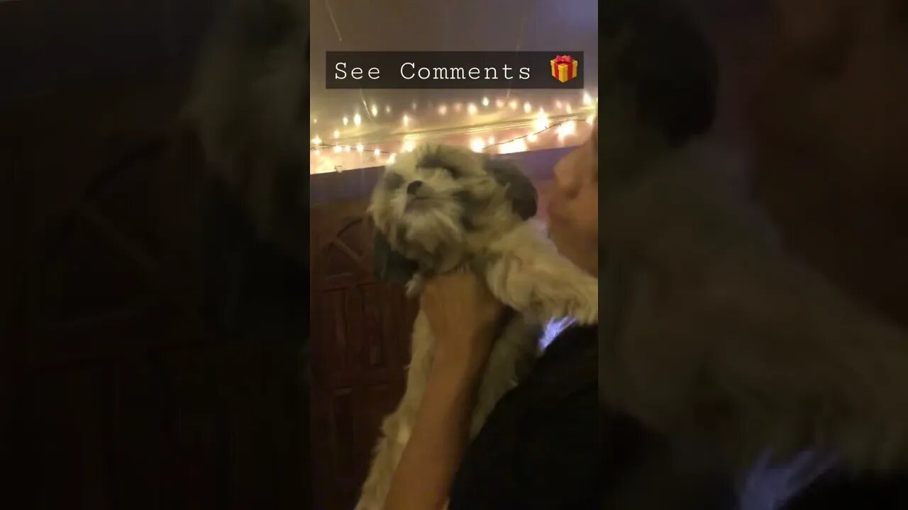 Lala Shih Tzu is angry with Mom