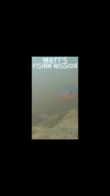 Underwater bass and panfish (short version)