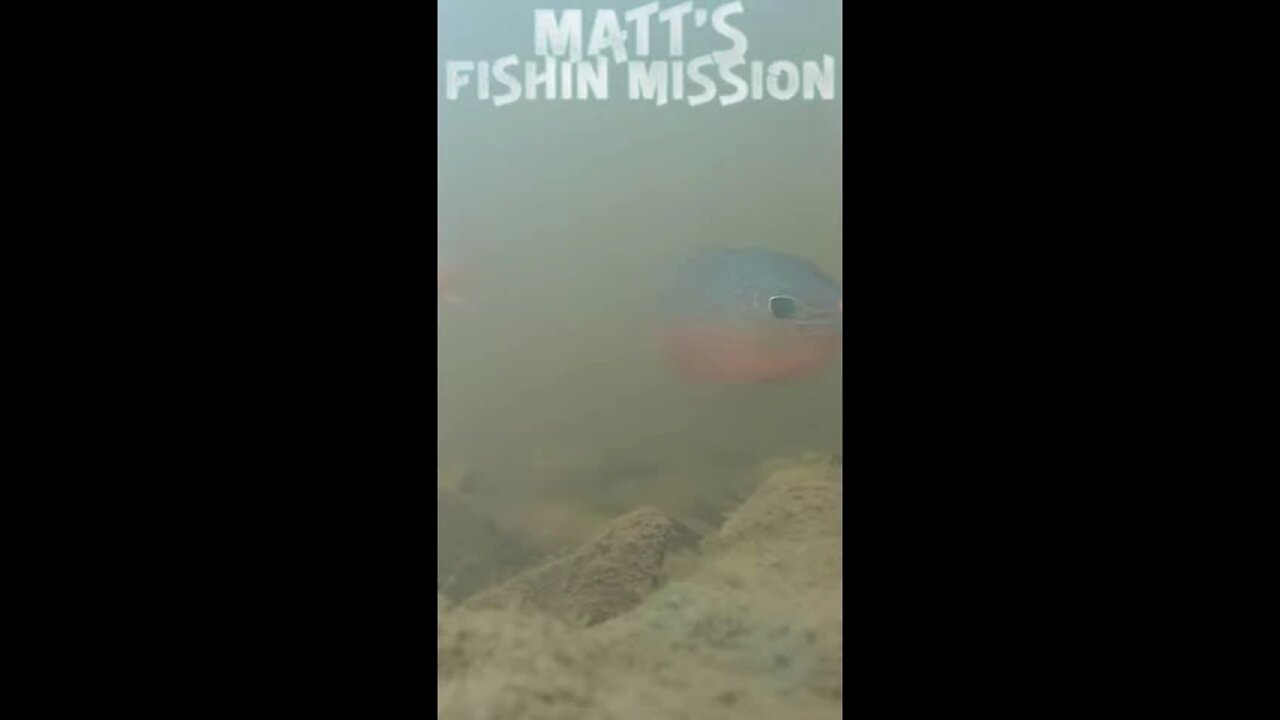 Underwater bass and panfish (short version)