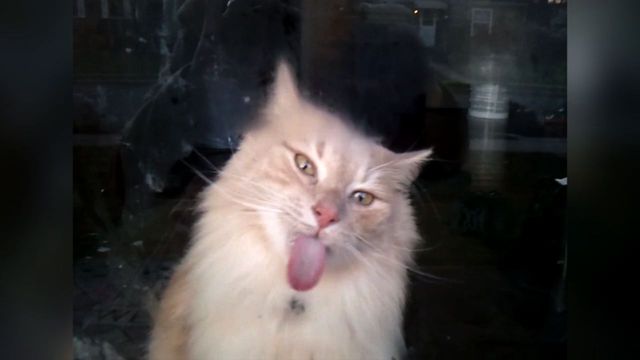 Cute Cat Licks Window Clean