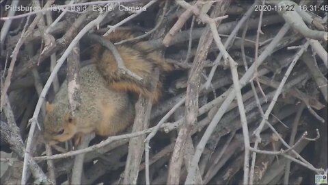 Hays Eagles Squirrel makes closeup debut 11 22 20 430pm