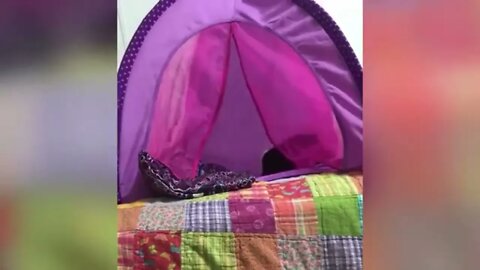 Pet Animais Engraçados Funny Animals Channel #gato#cachorros#animais #cats#dogs#funny #732