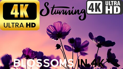 4K Blossoms: Nature's Colorful Symphony