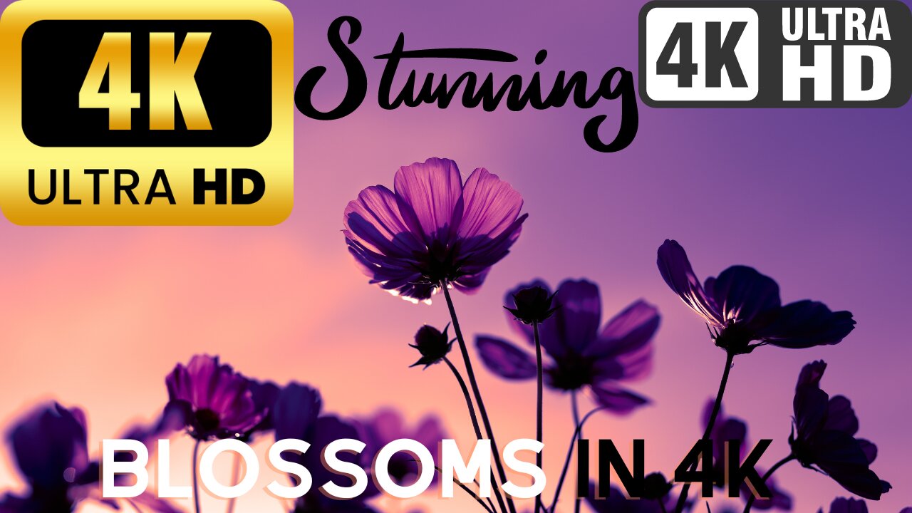 4K Blossoms: Nature's Colorful Symphony