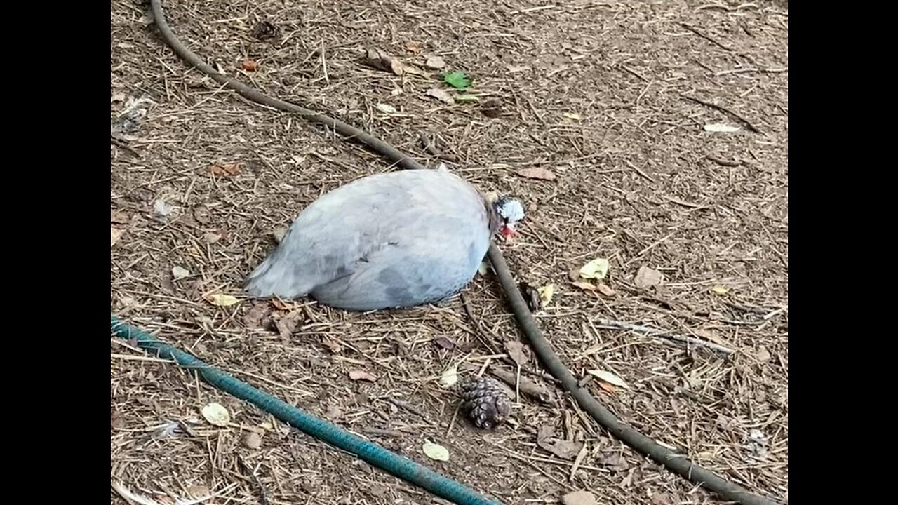 Curly has Keets