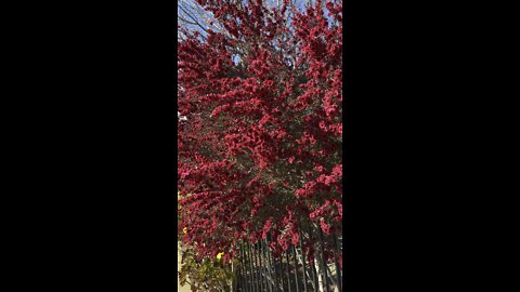 Tea Tree in Full Bloom