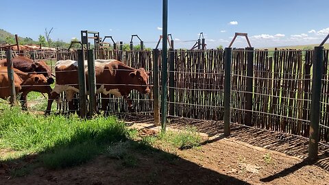 Pinzgauer cattle