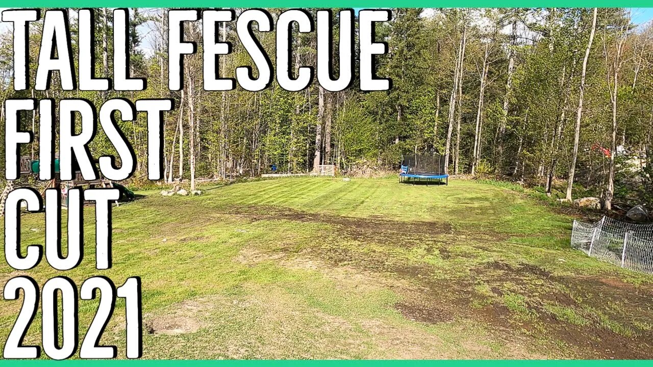 Tall Fescue First Cut of 2021 ||KY31 Tall Fescue Lawn||