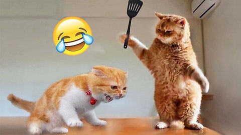 Funniest Animals 2023 😂 Funny Cats and Dogs 🐱🐶 - Funny Animal