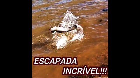 MAJESTOSA ATÉ NA HORA DE ESCAPAR!!!