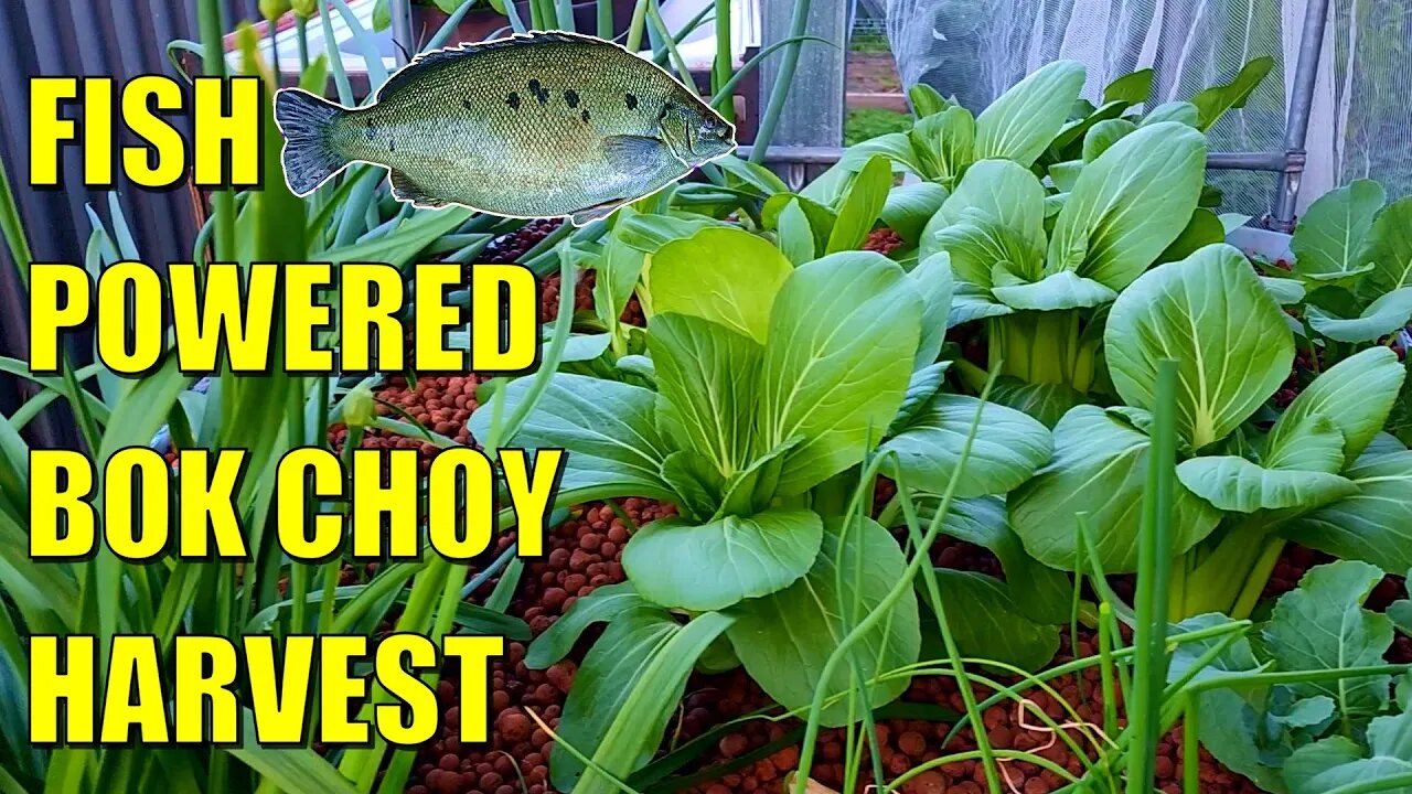 Aquaponics Bok Choy Harvest & Update