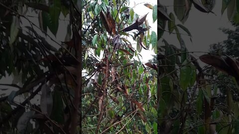 ដើមទុរេនដែលកើតជម្ងឺស្រែង