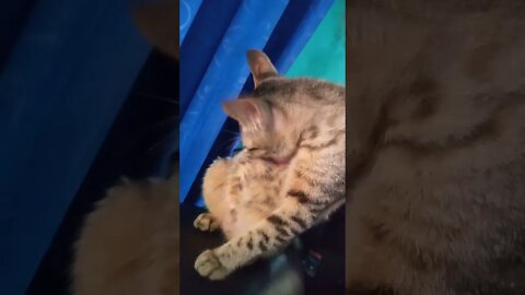 kucing mandi