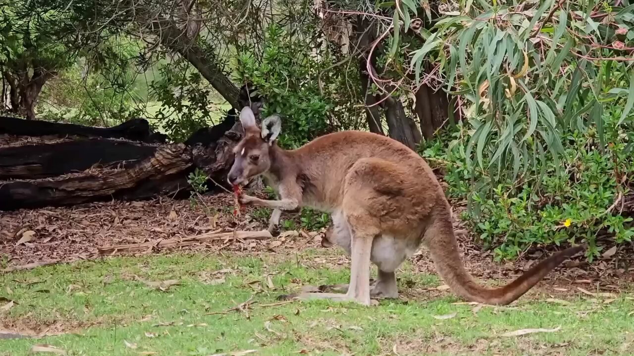 animal video
