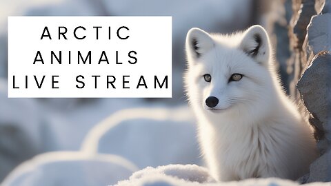 Explore the Arctic: Live Stream of Arctic Animals