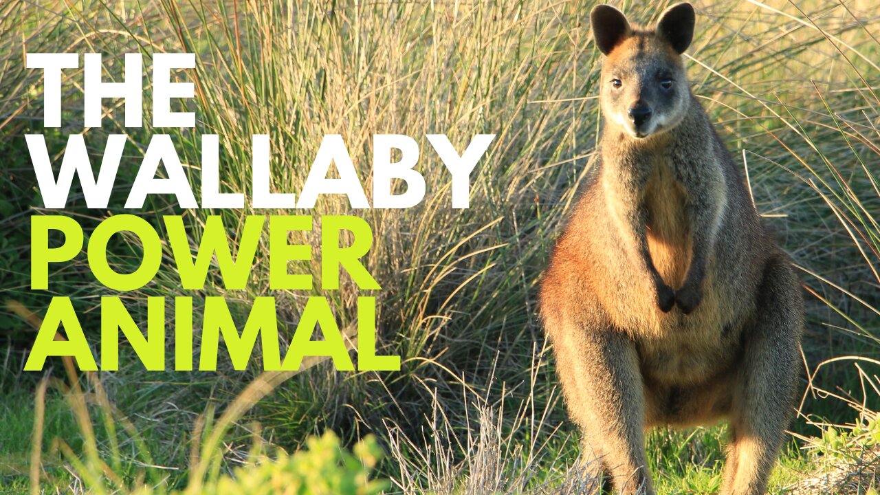 Wallaby Power Animal