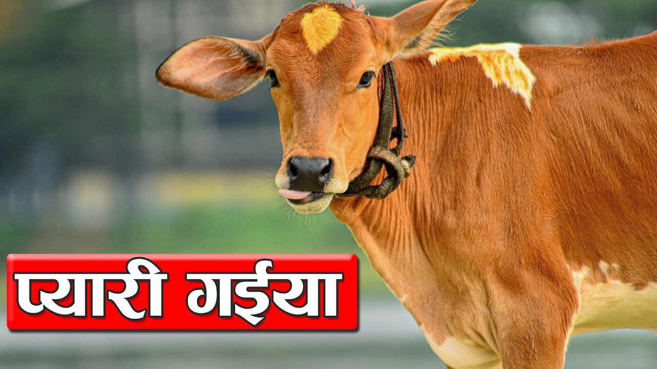 Pyari Gaiya | प्यारी गैया | Hindi Rhymes | By Skool Tone