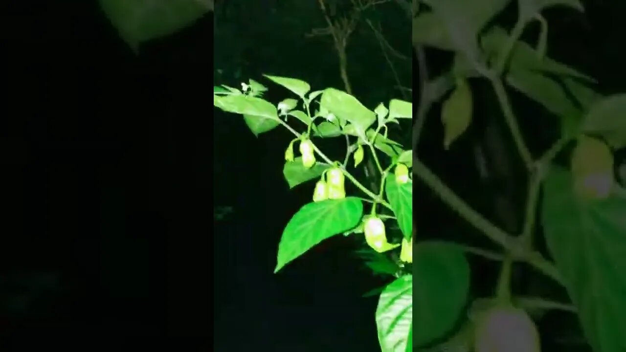 Ghost Peppers 2022