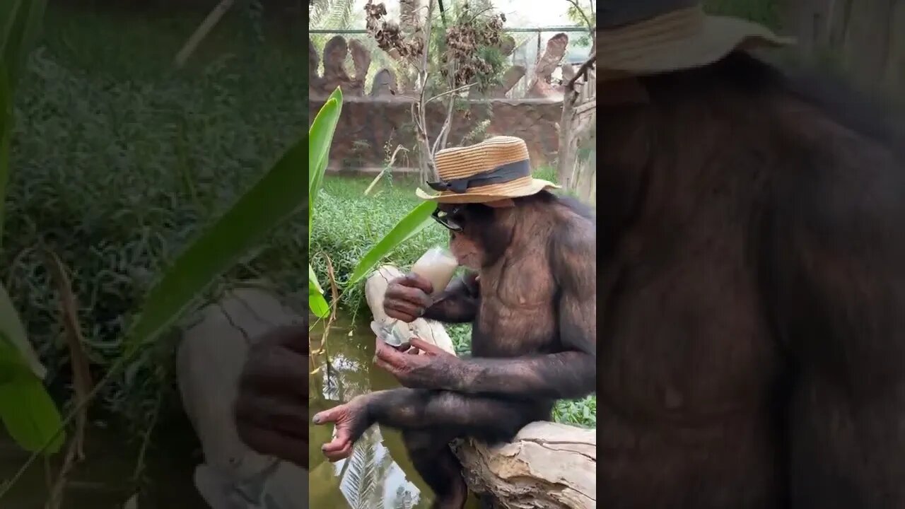 macaco Nutella