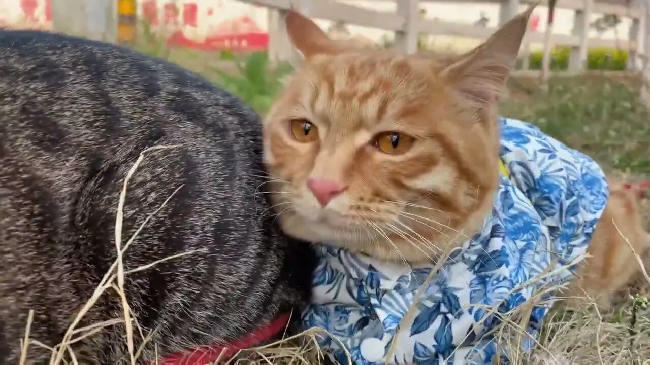 Cute Big Orange Cat