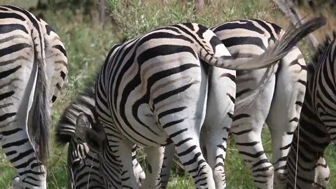 Herd of Zebras seen from the back grazing on the savanna