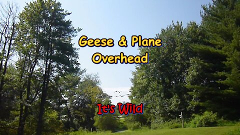 Geese & Plane Overhead