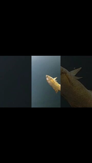 Swim Away Buddy. Big fish Release. #fishingtips