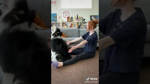 #funny #dogs #shorts