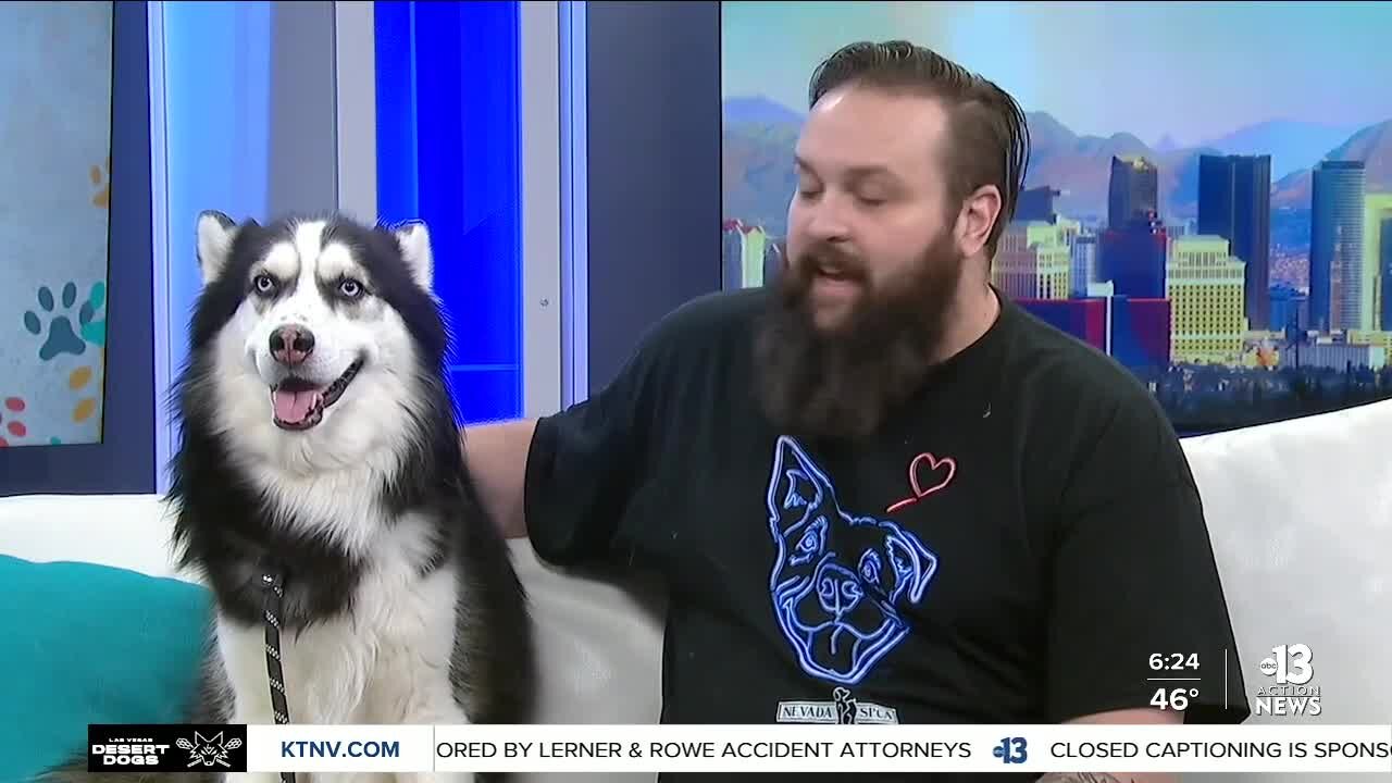 Pet of the week: Lucario