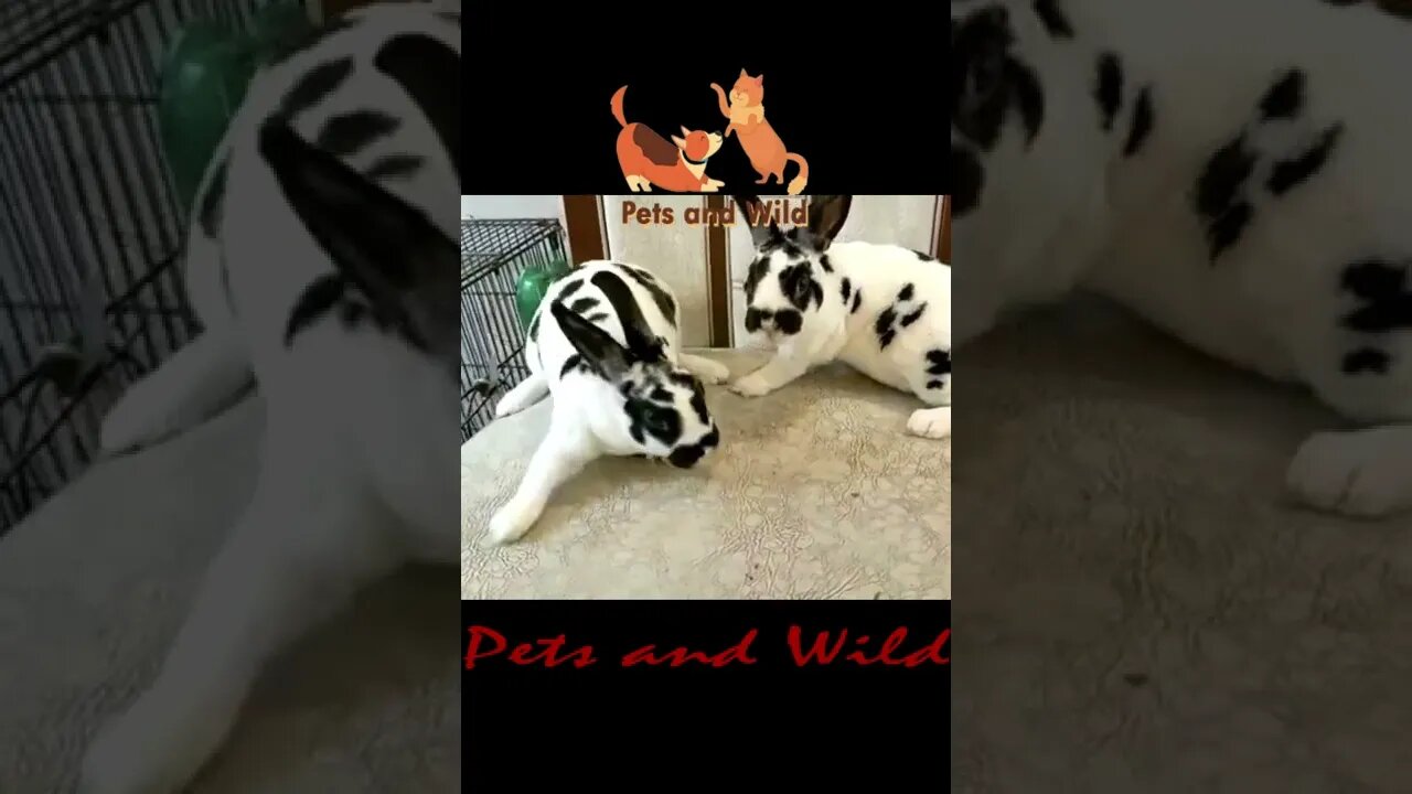 Funny Animals - Cute and Funny Animals Reaction Videos Compilation #178 | Pets and Wild #rabbit