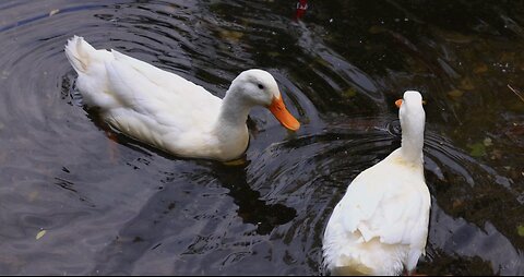 beautiful birds